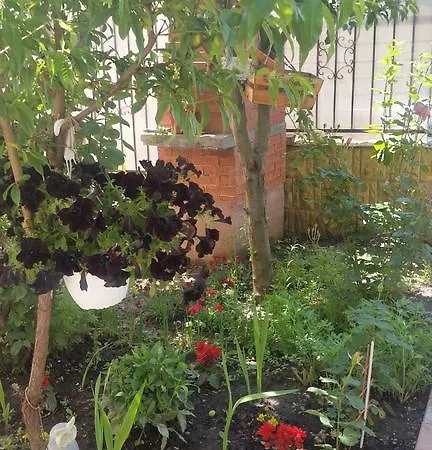 Floricica * 那沃达利